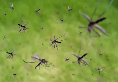 mosquito aedes aegypti jacobina brazil oxitec genetic engineering gm genetically modified dengue zika